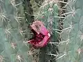 Fruit