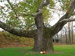 Pinchot Sycamore, Halloween 2012.