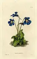 445 Pinguicula grandiflora