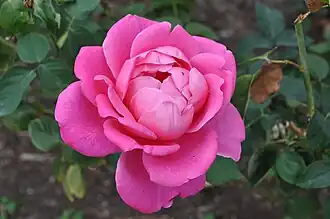 'Pink Peace', (1958)
