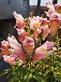 Pink snapdragon flower