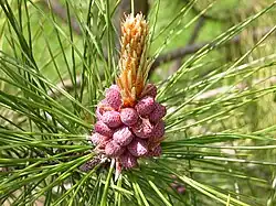 Pollen cones