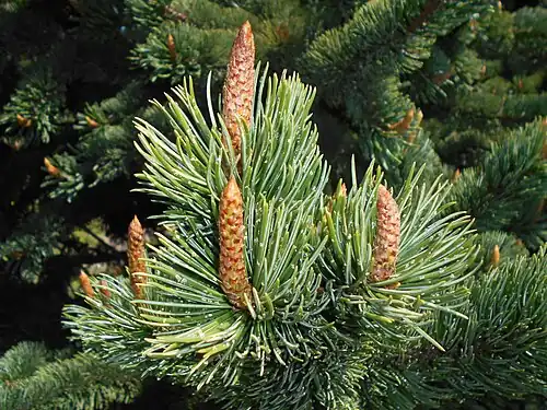 Growing buds