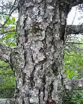 Bark