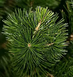 Foliage