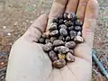 Seeds