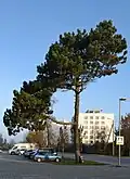 Cultivated Pinus nigra in Keila