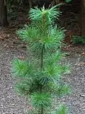 Foliage
