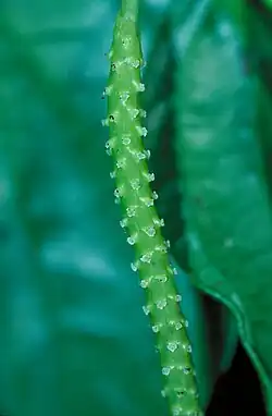 Female flowers
