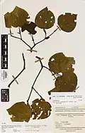 Auckland Museum herbarium specimen