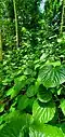 Growing in limestone forest understory, Guam