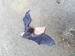 Brown bat