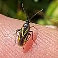 Plagiognathus moerens, California