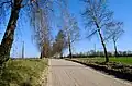 Birch alley alongside the main road