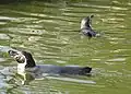 Humboldt penguin