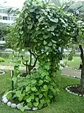 Curare plant