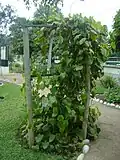 Omagua, possibly Aristolochia bicolor
