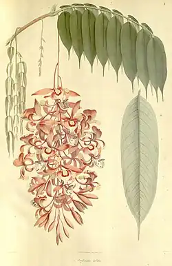 Amherstia nonilis