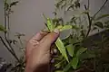 Platycrana viridana with open wings