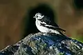 Adult breeding male P. n. insulae, Iceland