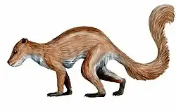 Plesiadapis tricuspidens
