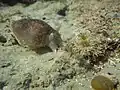 On the sea floor.