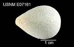 Plexechinus spectabilis