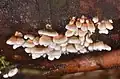 Fruiting bodies of P. crispa