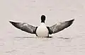 Common loon (Gavia immer) rearing up. Note the plump body and pointed but rather short wings