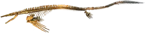 Skeleton mount of Plotosaurus bennisoni.