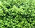 Henkels yellowwood foliage.