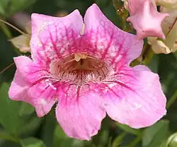 Close-up of flower