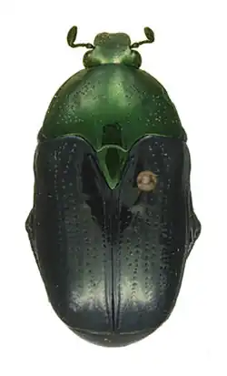 Poecilopharis uniformis ssp. female