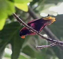 Pohnpei lorikeet
