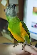 Pet looking upwards