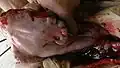 External side of fetal sac, proximal end, with ovary and uterine horn
