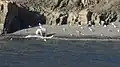 Polar bear eating a beluga whale in Dundas Harbor