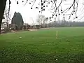 Pollarded willow trees along the edge of the playing fields by Ferry Hinksey Road