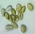 Pollen grains of Curculigo orchioides taken with the Foldscope
