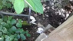 Pollution