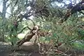 Polylepis australis