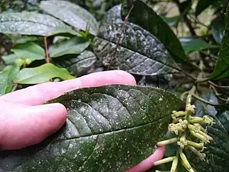 Leaf margin