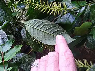 Leaf underside