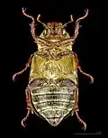 Ventral side ♀