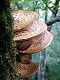 Forming "shelves" on the side of a tree