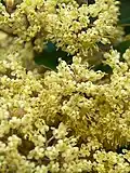 Close up of flowers