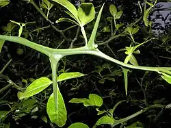 Leaves and thorns