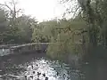 Duck pond