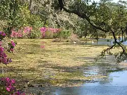 Pond
