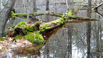 Pond